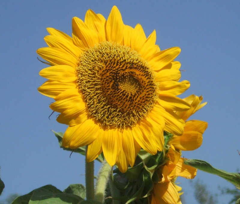 solros